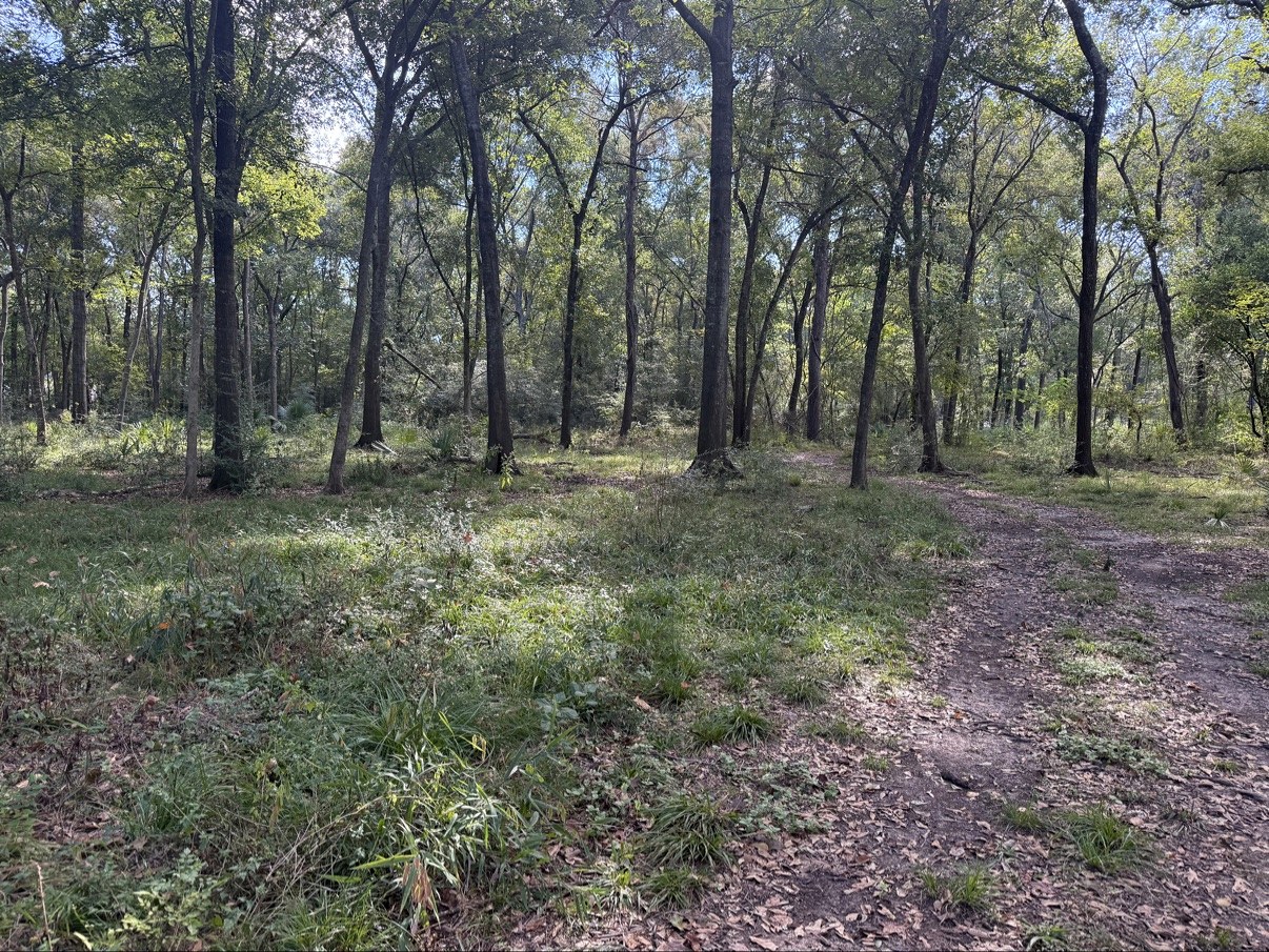 Sunlit clearing in the oak forest at White Sand River Bend, Conroe, where the collection is exhibited